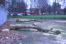 Felled Trees, South Acton