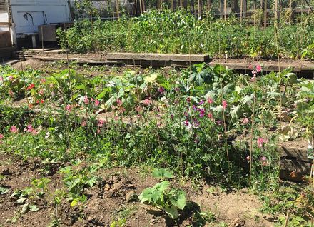 jerome allotments