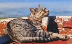 cat