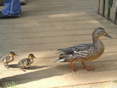Ducks on bridge