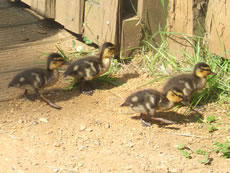 ducklings in Acton Park