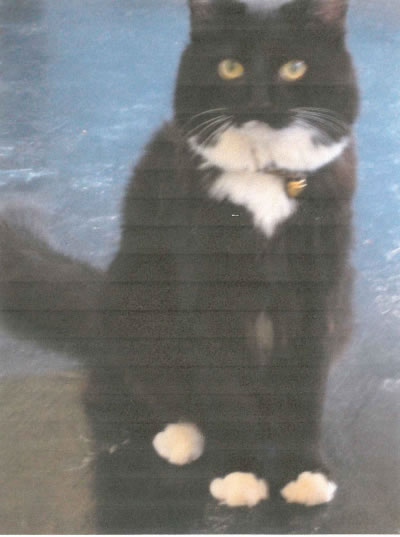 Figaro last seen on Saturday