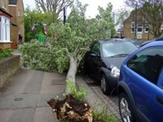 Tree uprooted in Acton