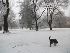 Acton Park and dog in the snow