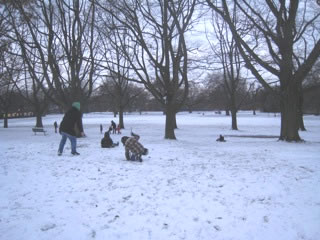 Children in Acton Park testing the slopes on sleds