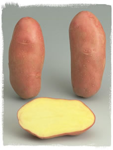 The Cherie potato tuber