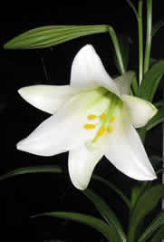 Easter lily