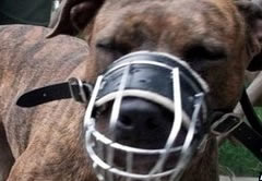 A muzzled and leashed pitbull terrier 