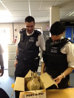 acton terror bunny