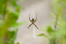 Wasp Spider Discovered on Wormwood Scrubs