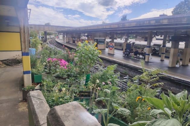 The garden at Acton Town Station