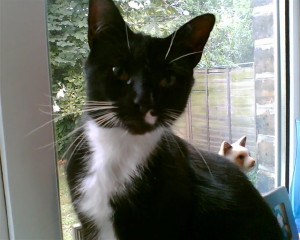 charliecat