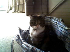 Libby