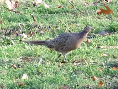 Pheasant in Acton Park